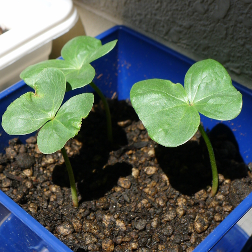 綿栽培（2）綿花の成長記録 第1週 – ジーンズ＆デニムらぶログ